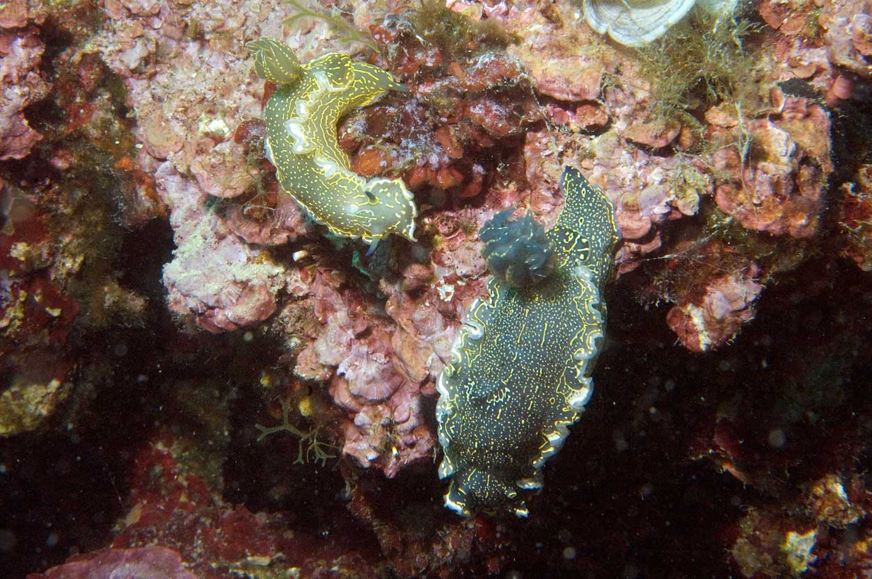 Hypselodoris picta